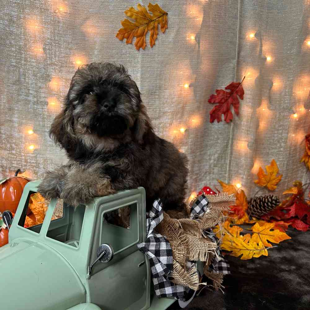 carousel pet images