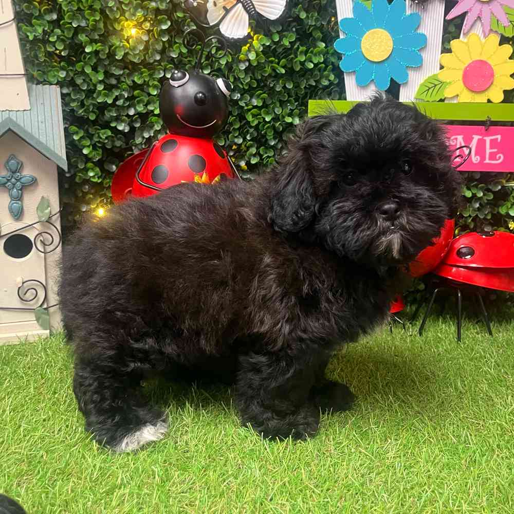 carousel pet images