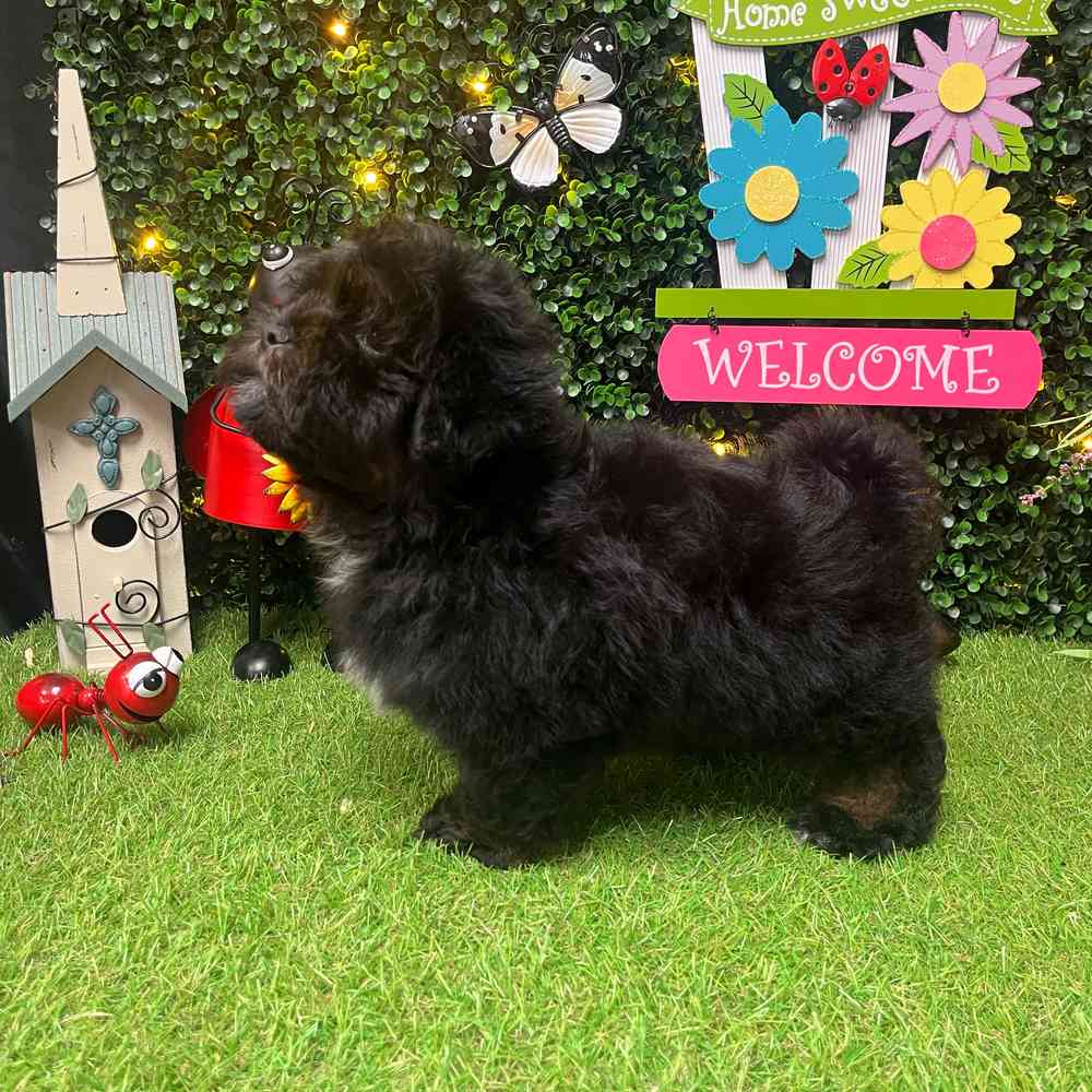 carousel pet images