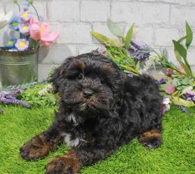 Shorkie