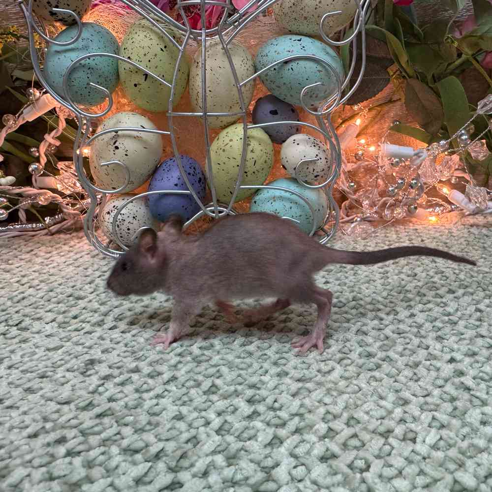 carousel pet images