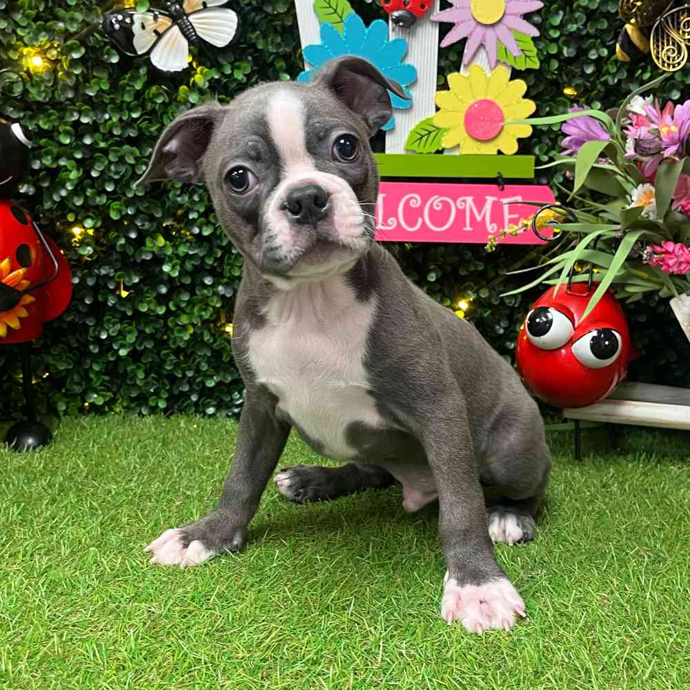 carousel pet images
