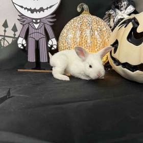 Flemish Giant Mix