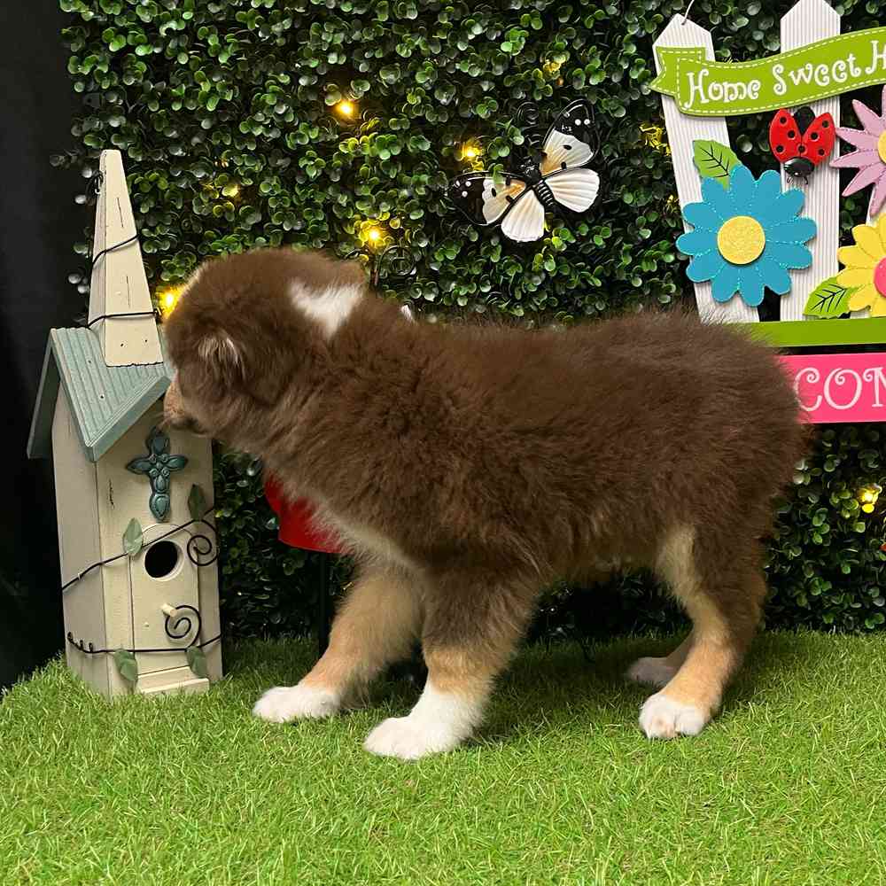 carousel pet images
