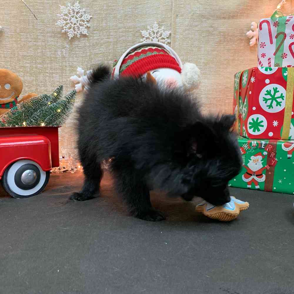 carousel pet images