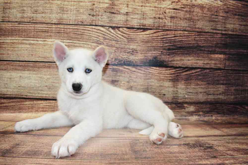 carousel pet images