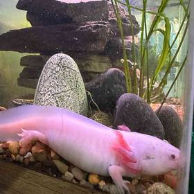 Albino Axolotl