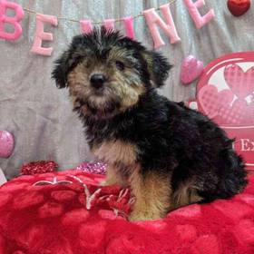 Morkie