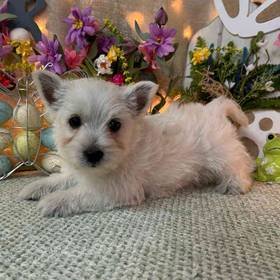 West Highland White Terrier