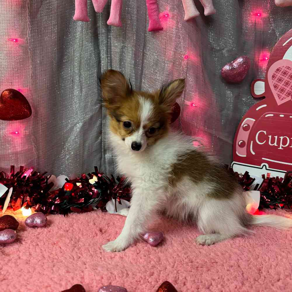 carousel pet images