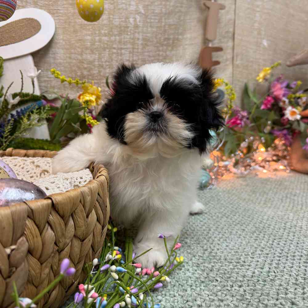 carousel pet images