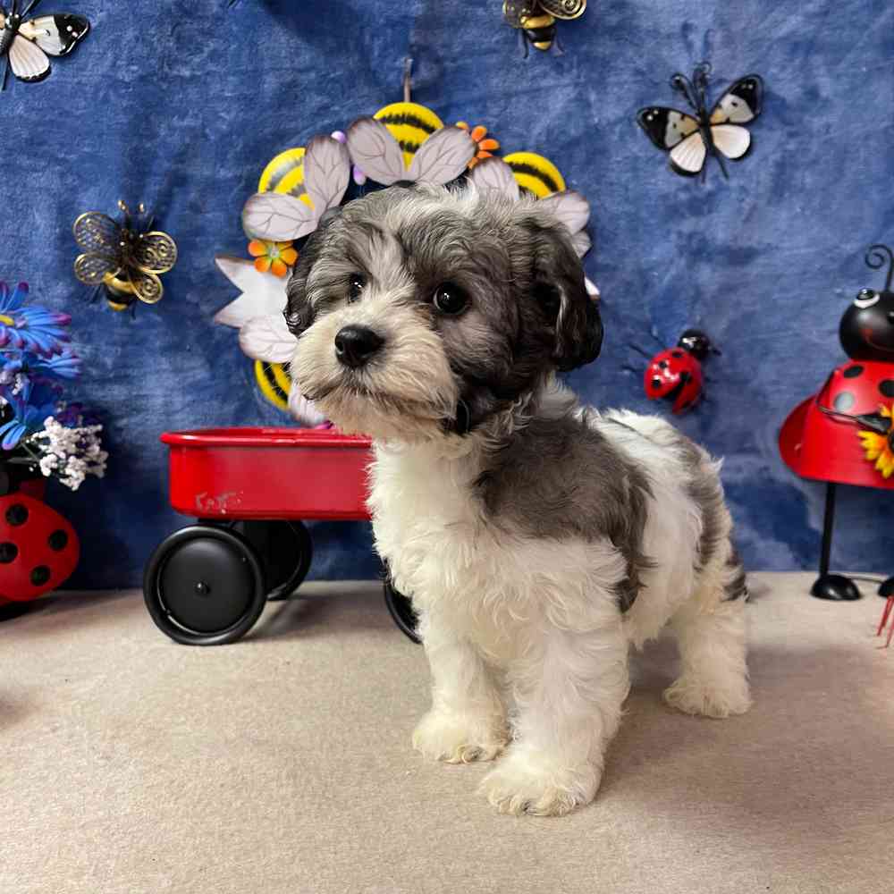 carousel pet images