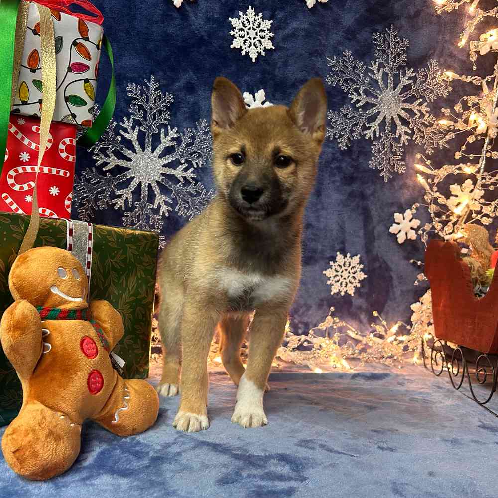carousel pet images