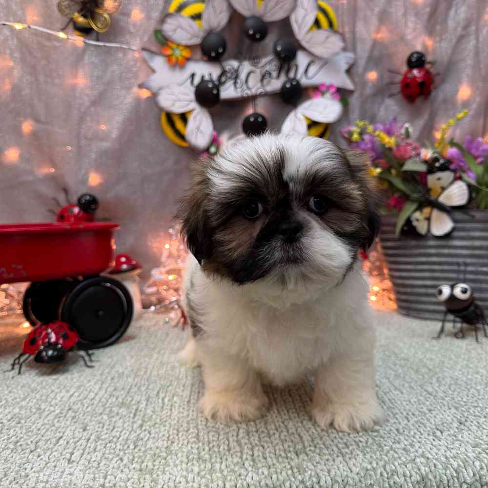 carousel pet images