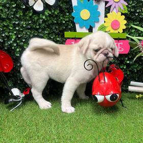 Pug