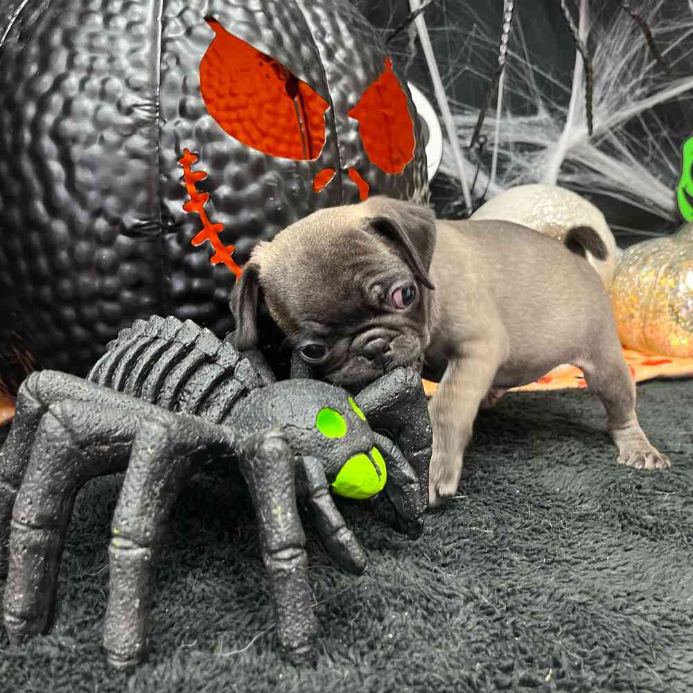 Image of a pet breed in the gallery