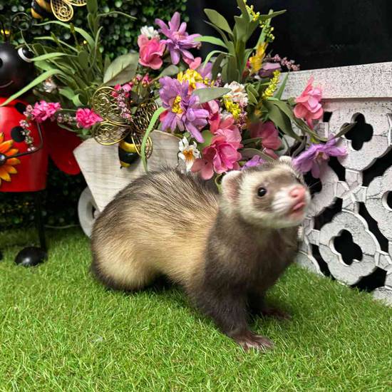 Ferret