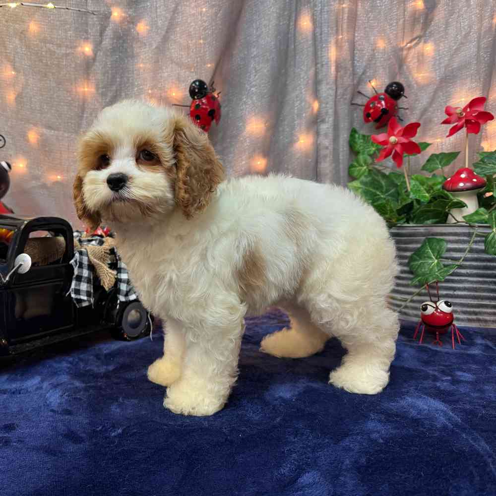 carousel pet images