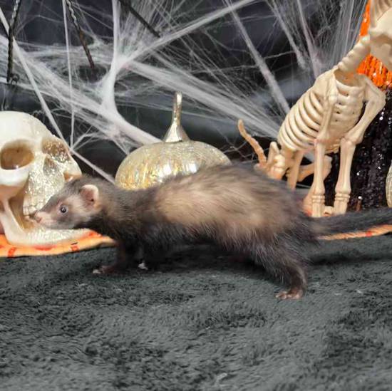 Ferret