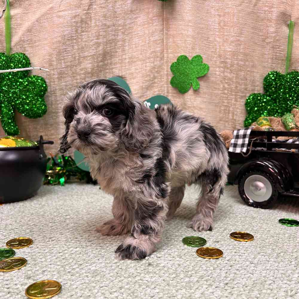 carousel pet images