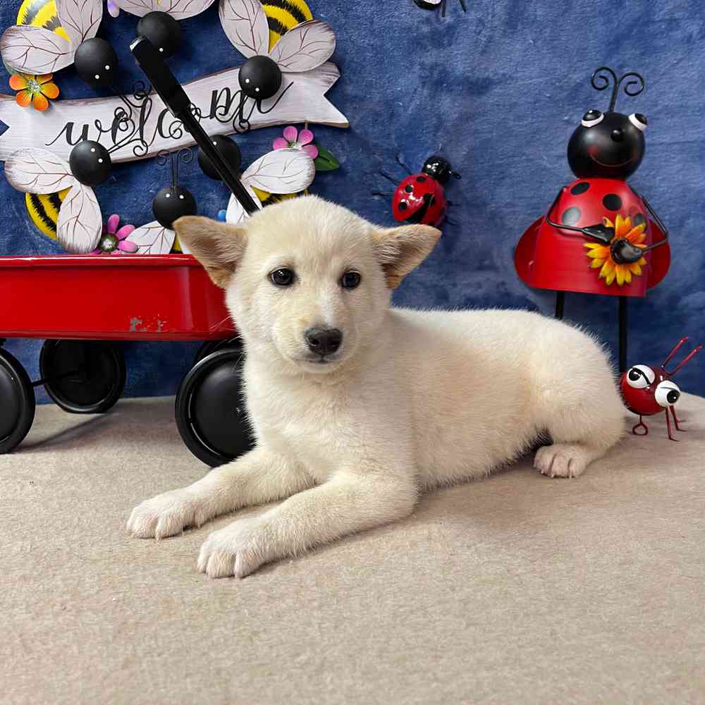 carousel pet images
