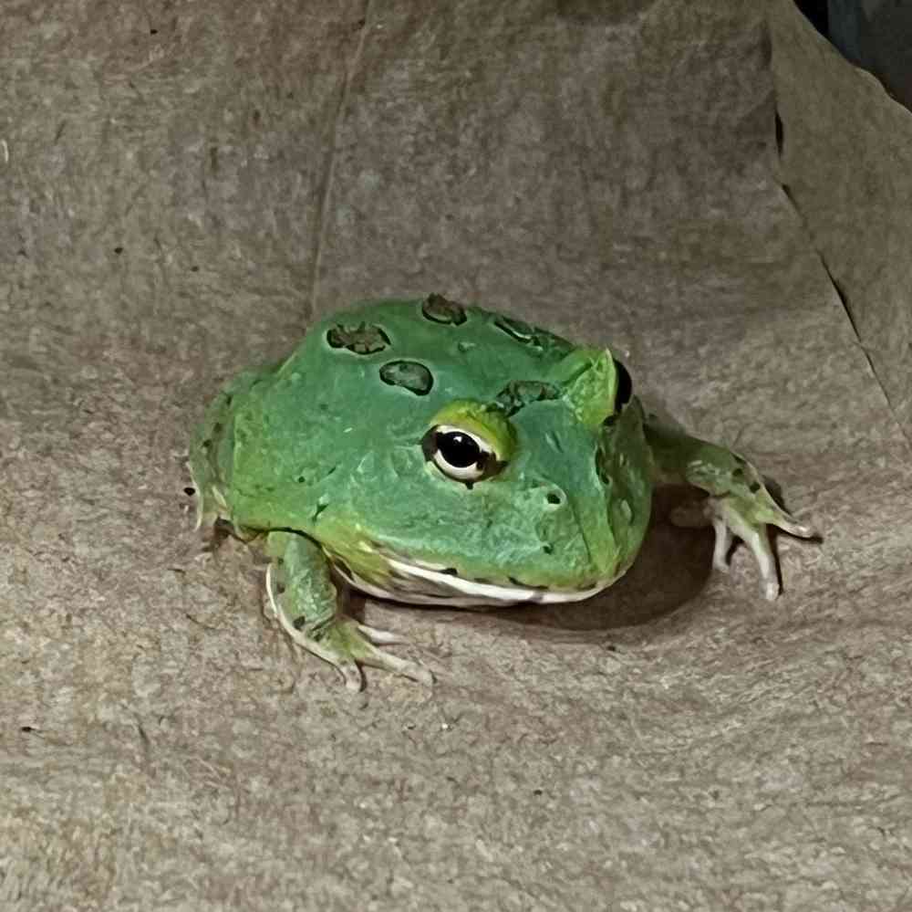 Amphibian
