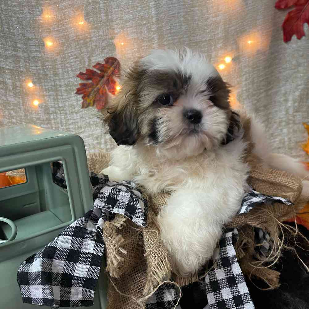 carousel pet images