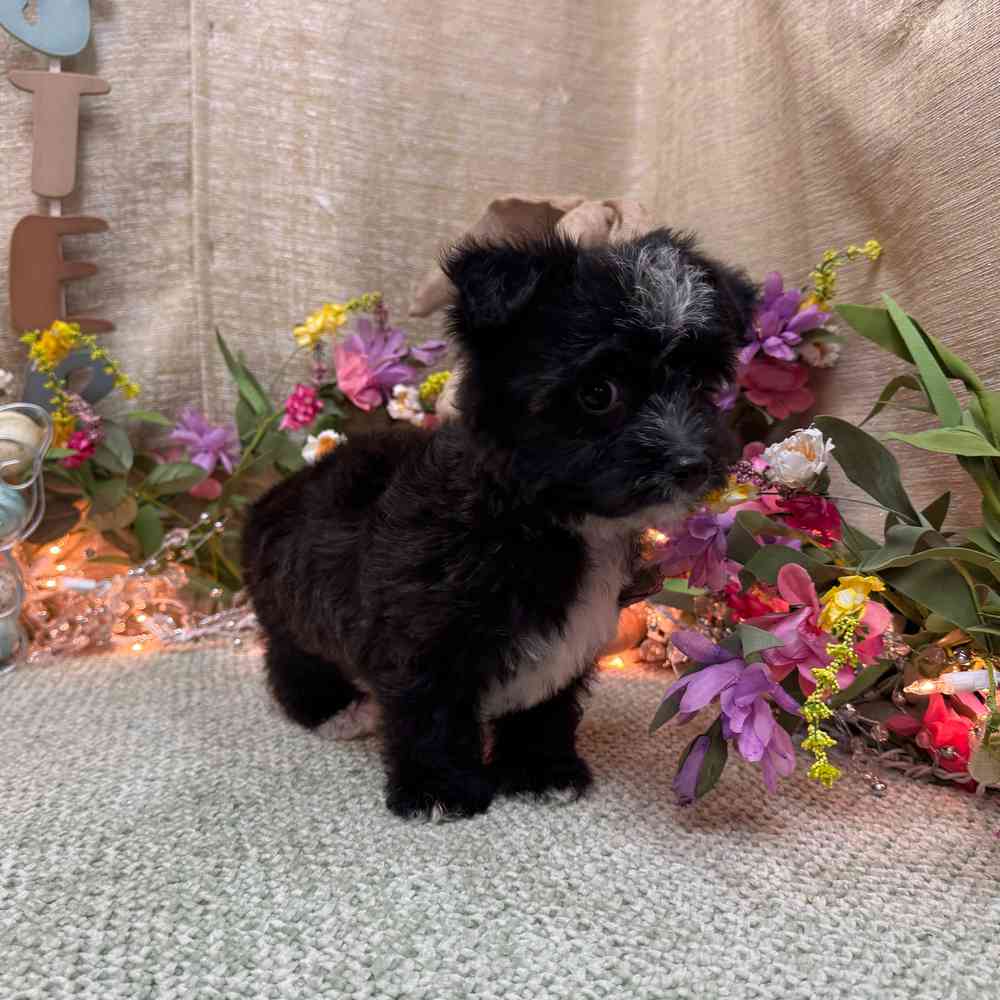 carousel pet images
