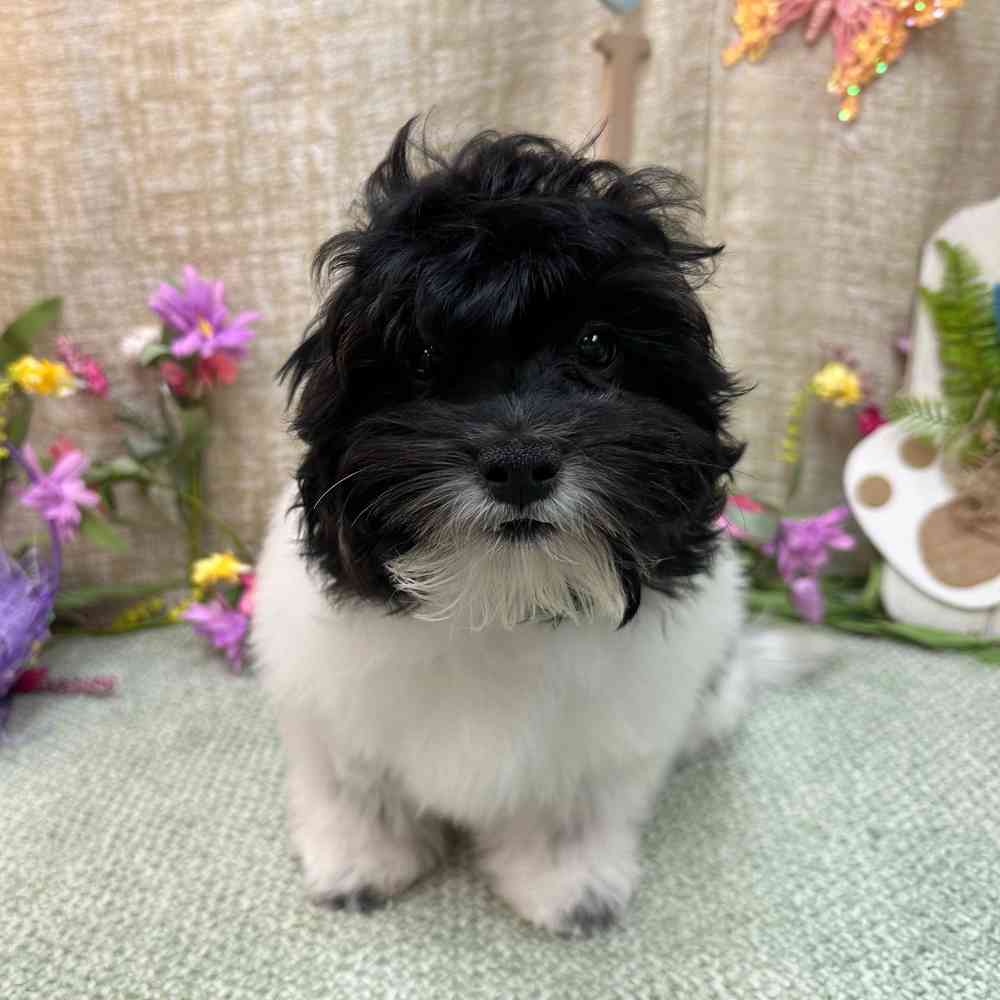 Image of a pet breed in the gallery