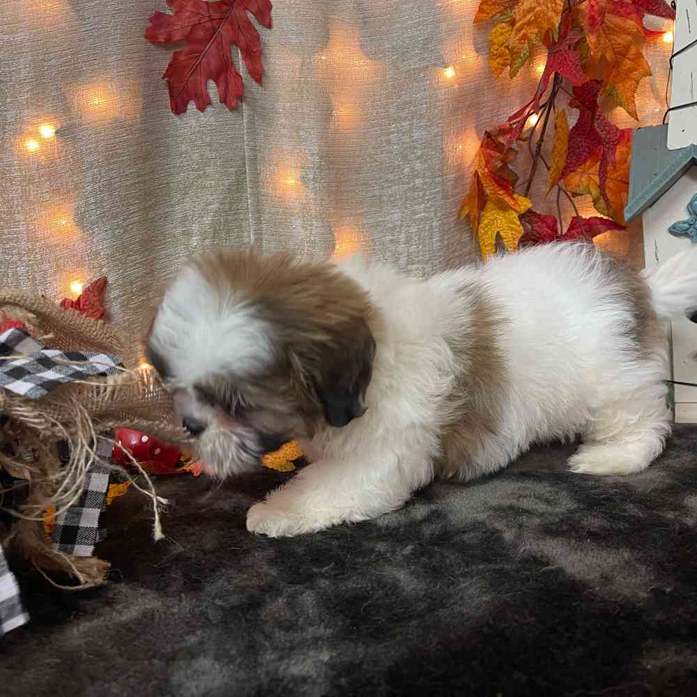carousel pet images