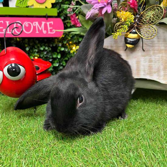 Flemish Giant Mix