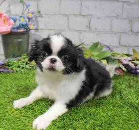 Japanese Chin