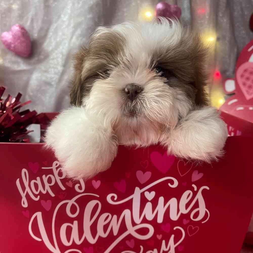 carousel pet images