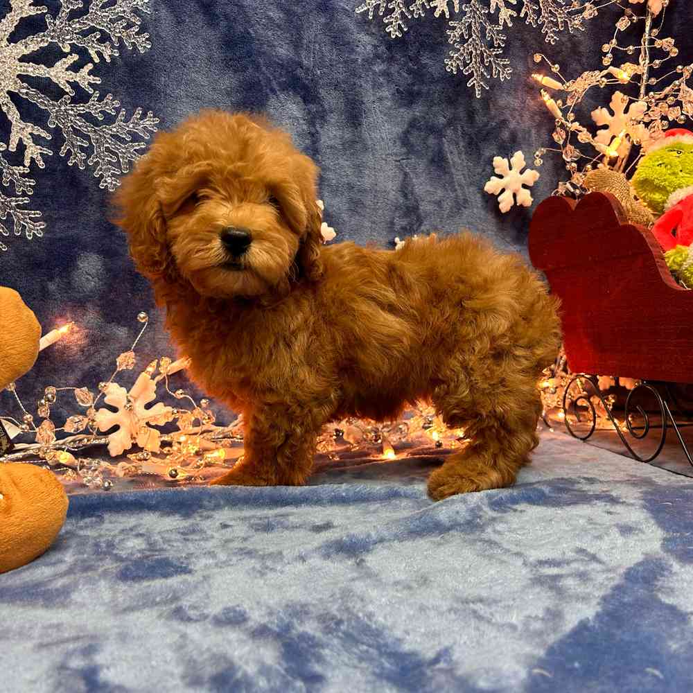 carousel pet images