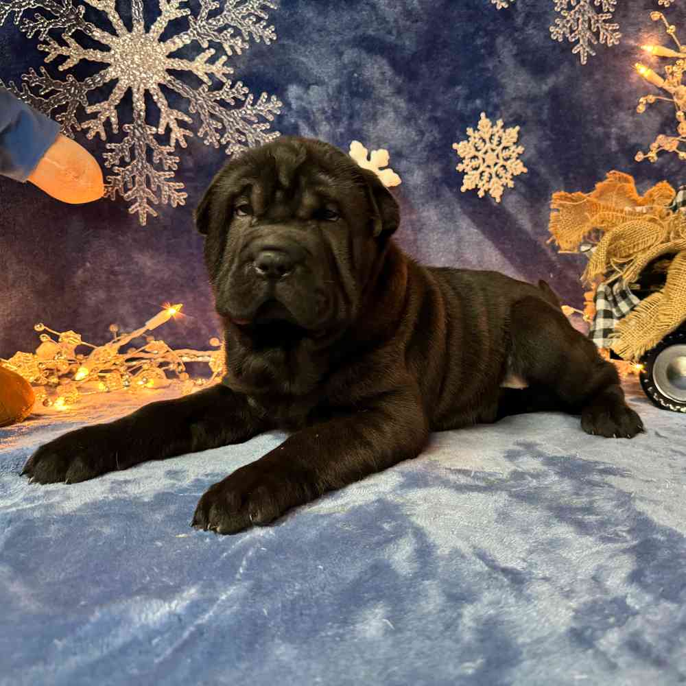 carousel pet images