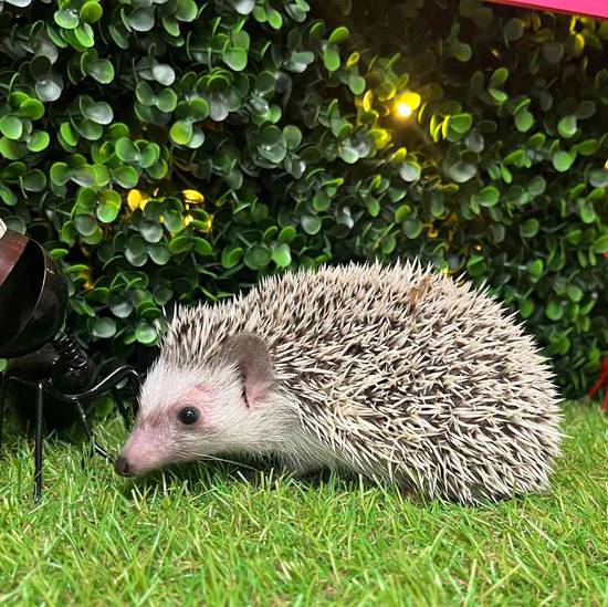 Hedgehog