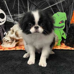 Japanese Chin