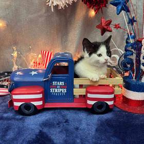 Domestic Kitten
