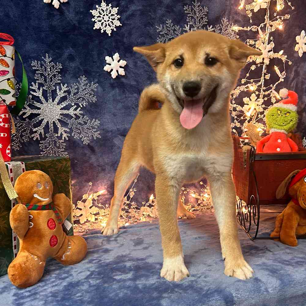 carousel pet images