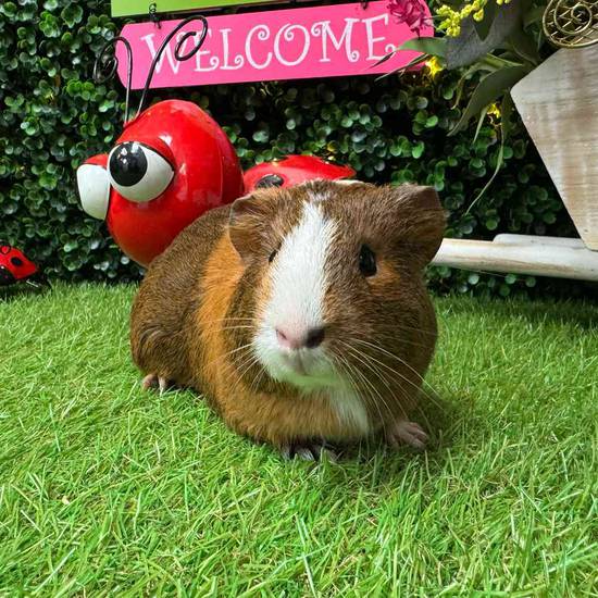 Adoption Guinea Pig