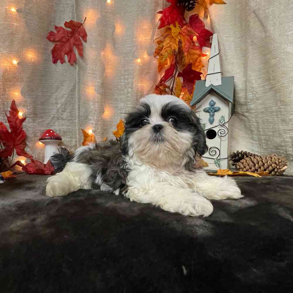 carousel pet images