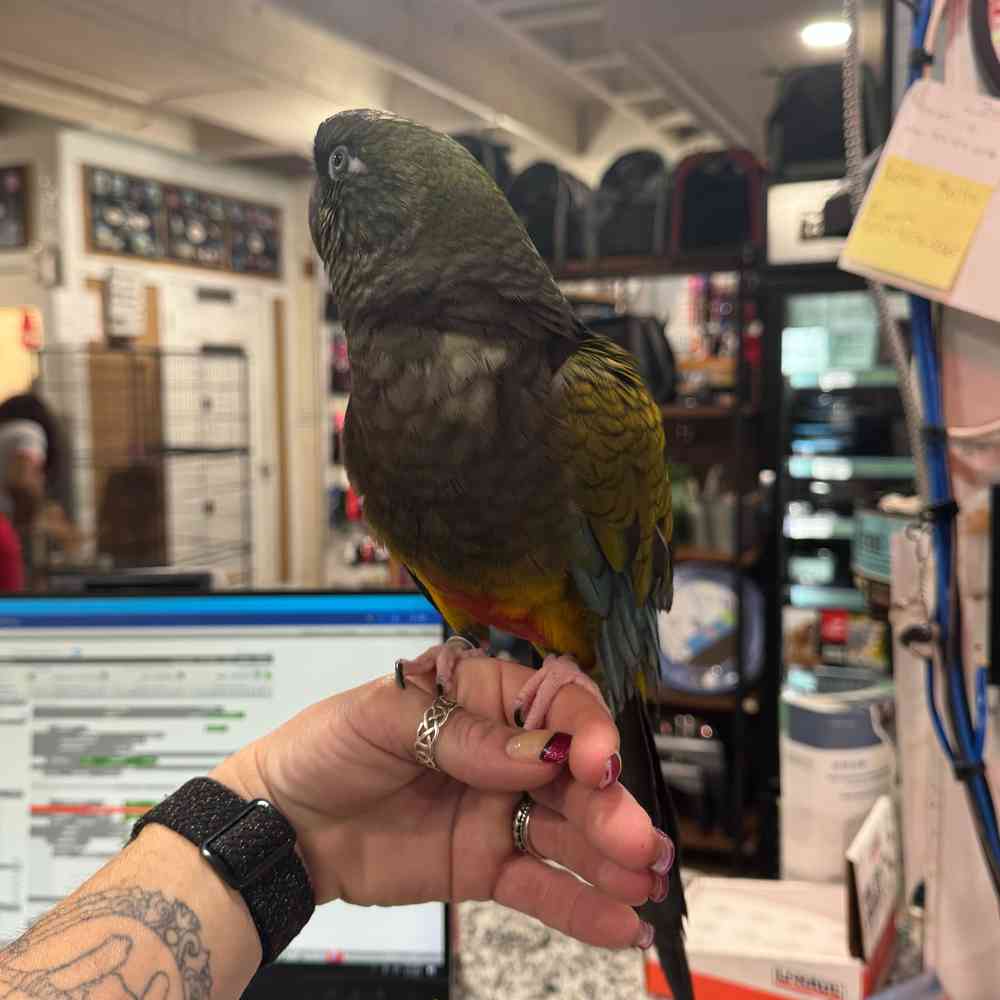 carousel pet images