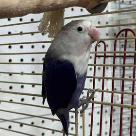 Lovebird