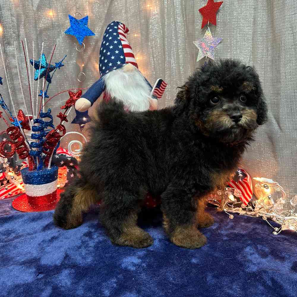 carousel pet images
