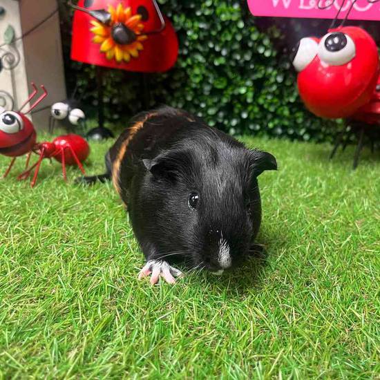 Adoption Guinea Pig