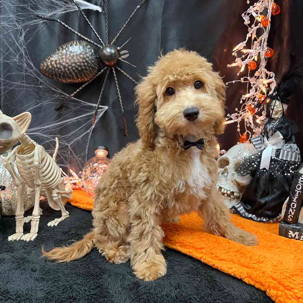 carousel pet images