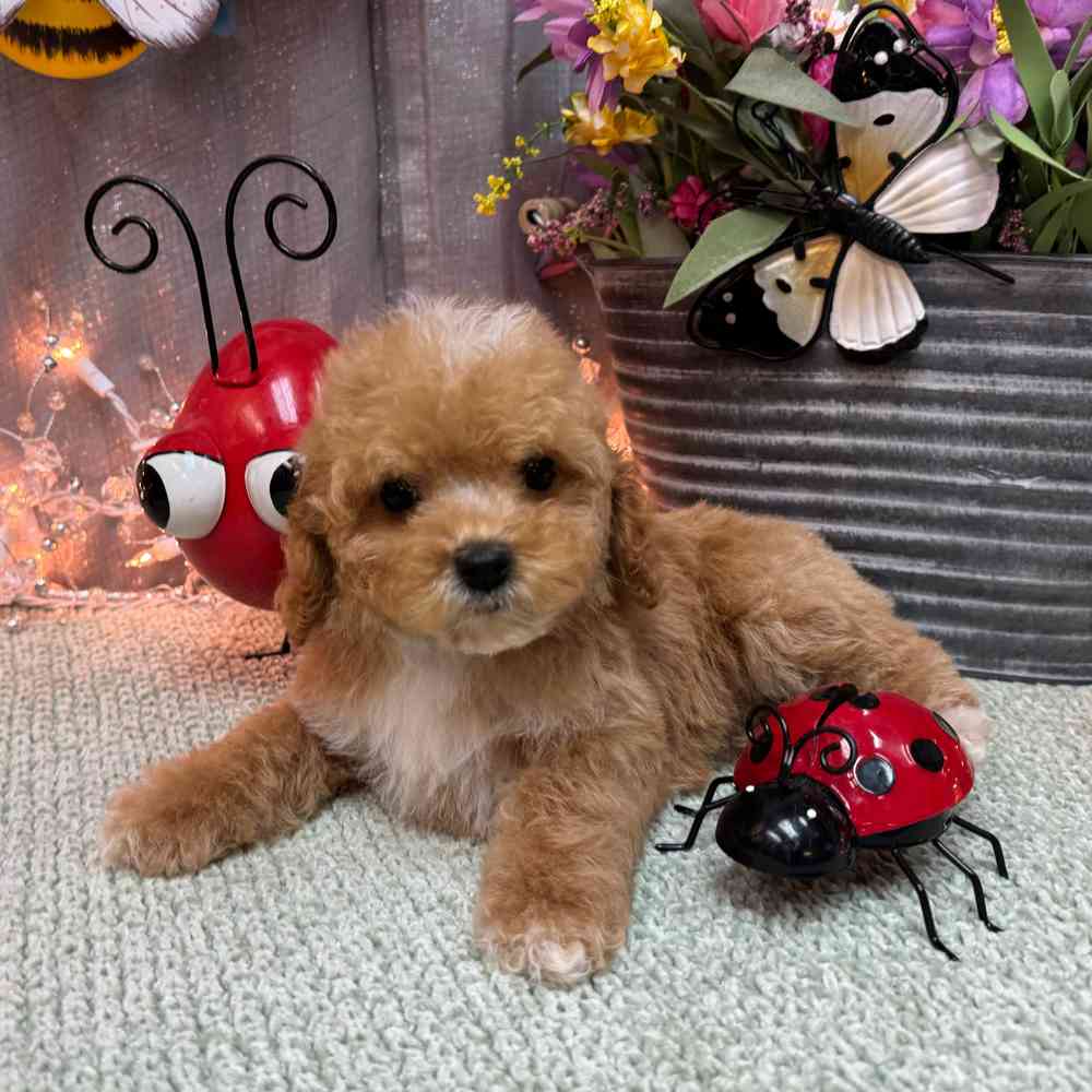 carousel pet images