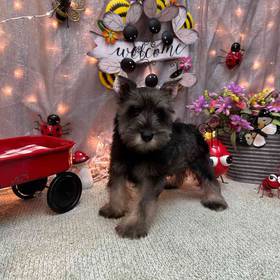 Mini Schnauzer