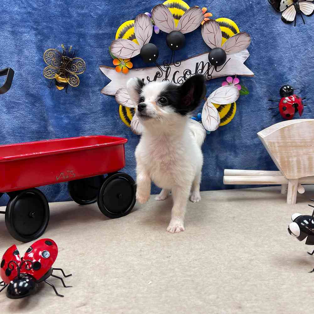carousel pet images