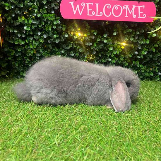 Holland Lop